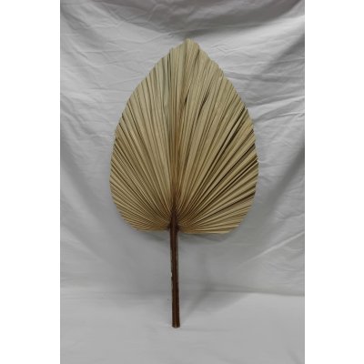 PALMA PUNT. 75X38 CM APROX